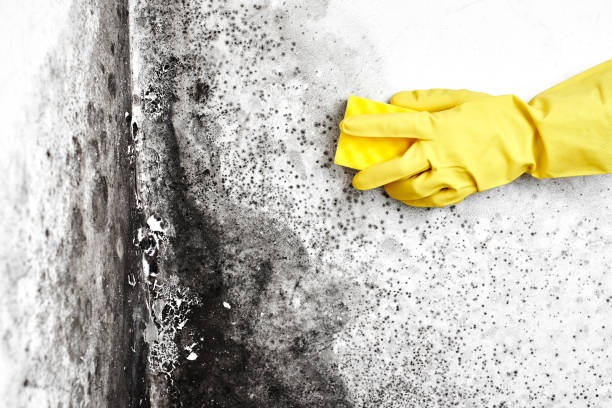 Best Asbestos and Lead Testing During Mold Inspection  in Kelseyville, CA